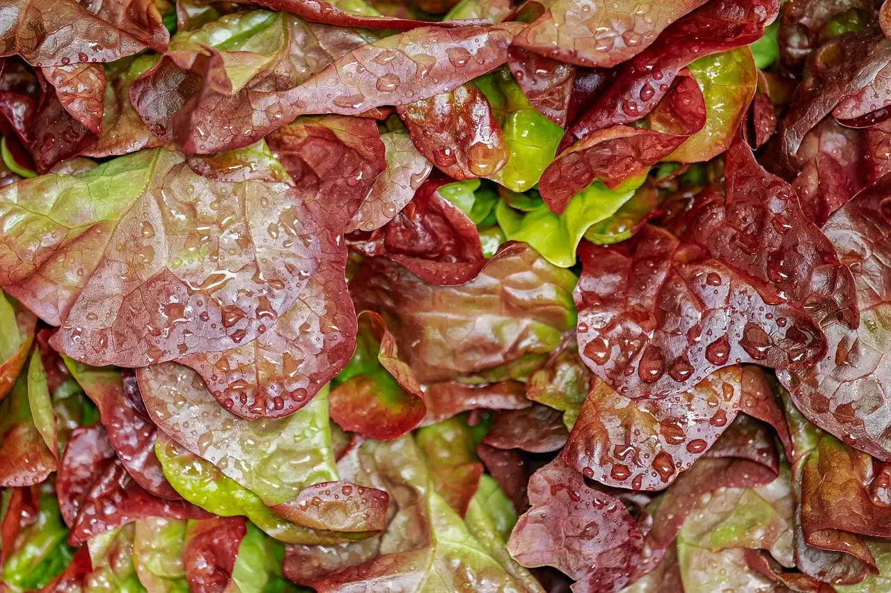 Minnesota lettuce grower Revol Greens may remain open as it postpones planned closure, layoffs - MPR News